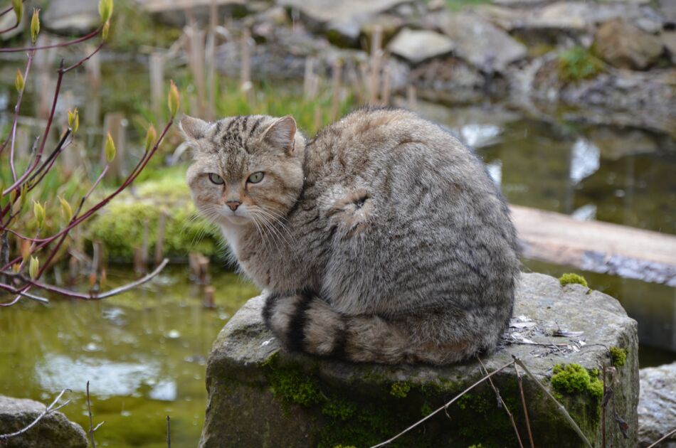 Wildkater Emil auf einem Baumstamm sitzend