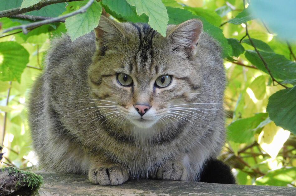 Wildkatze Leo auf Holz sitzend unter grünen Buchenzweigen