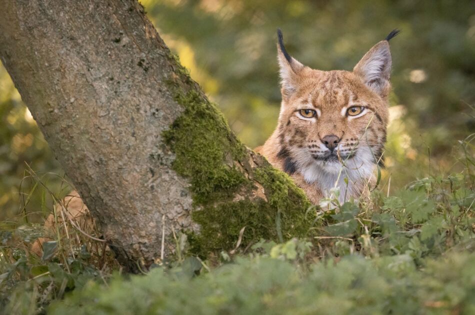 Luchsin Kaja sitzend hinter einem Baum im Grünen
