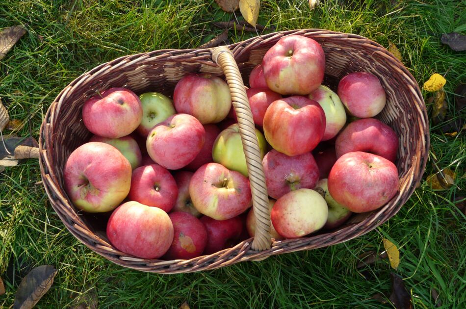 Geflochtener Korb voll mit rotgelben Äpfeln auf einer Herbstwiese